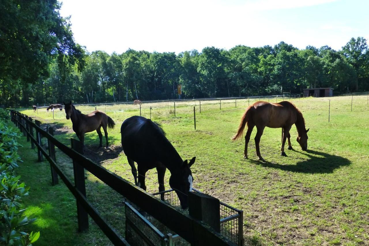 Grosse Ferienwohnung, Auf Bauernhof Mit Ponys Und Pferden, Laendlich Und Ruhig, Naehe Duemmer See Holdorf المظهر الخارجي الصورة