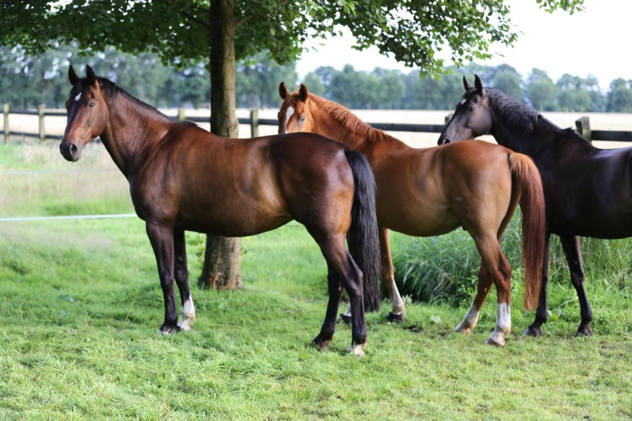 Grosse Ferienwohnung, Auf Bauernhof Mit Ponys Und Pferden, Laendlich Und Ruhig, Naehe Duemmer See Holdorf المظهر الخارجي الصورة